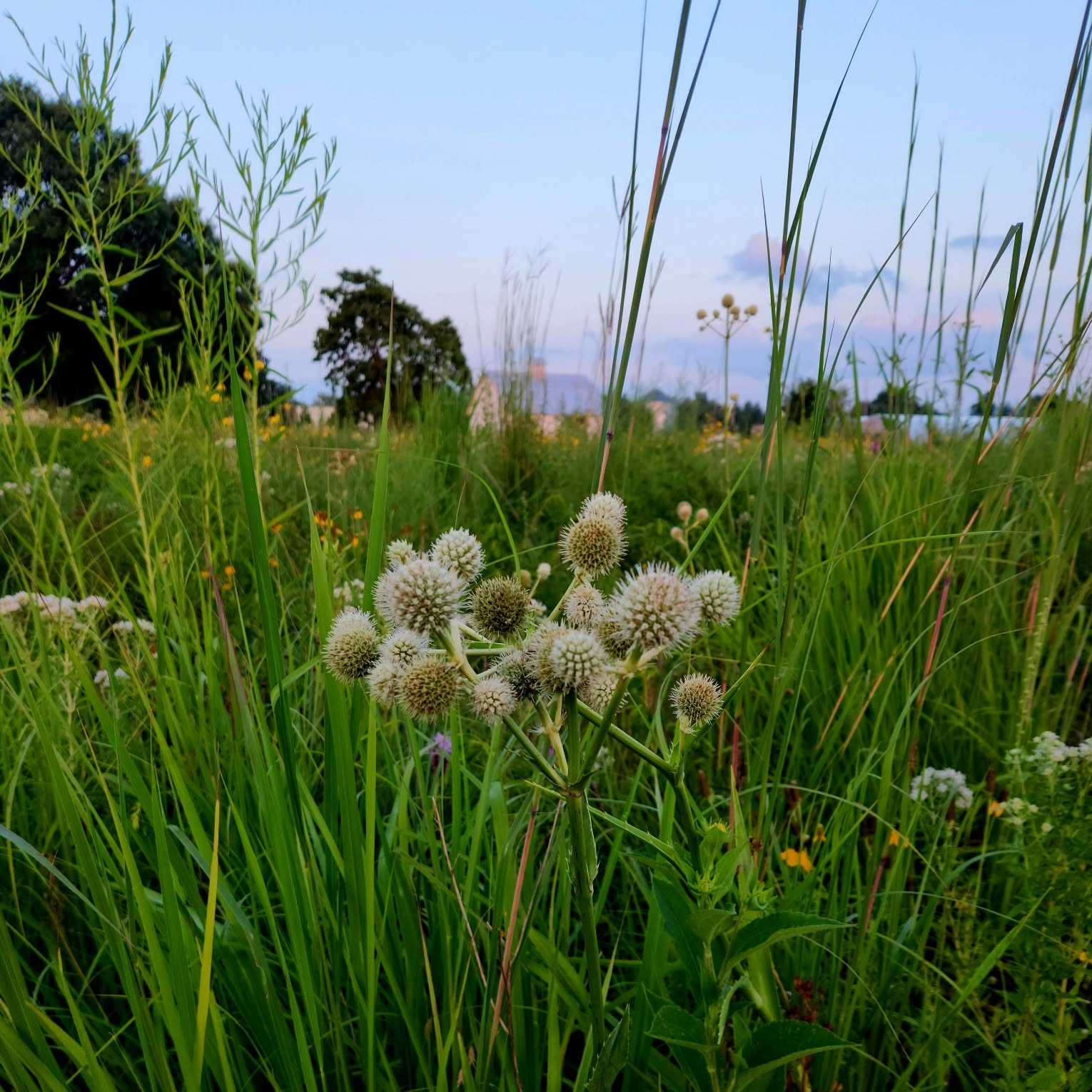 Rattlesnake master in bloom among tall prairie grasses