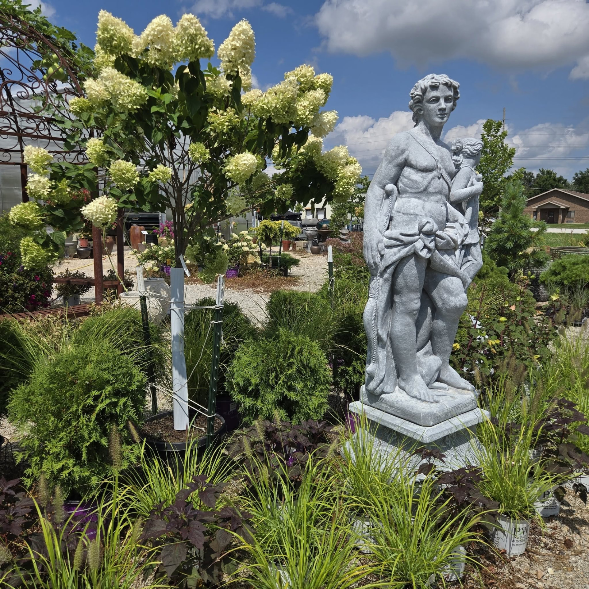 Classical stone statue beside a limelight hydrangea tree in the sales yard