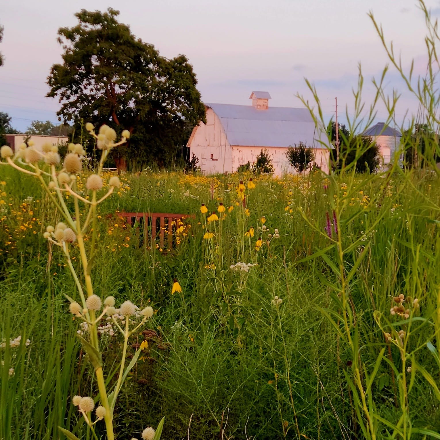 The white barn at Callaway Fields seen across the native prairie planting at dusk