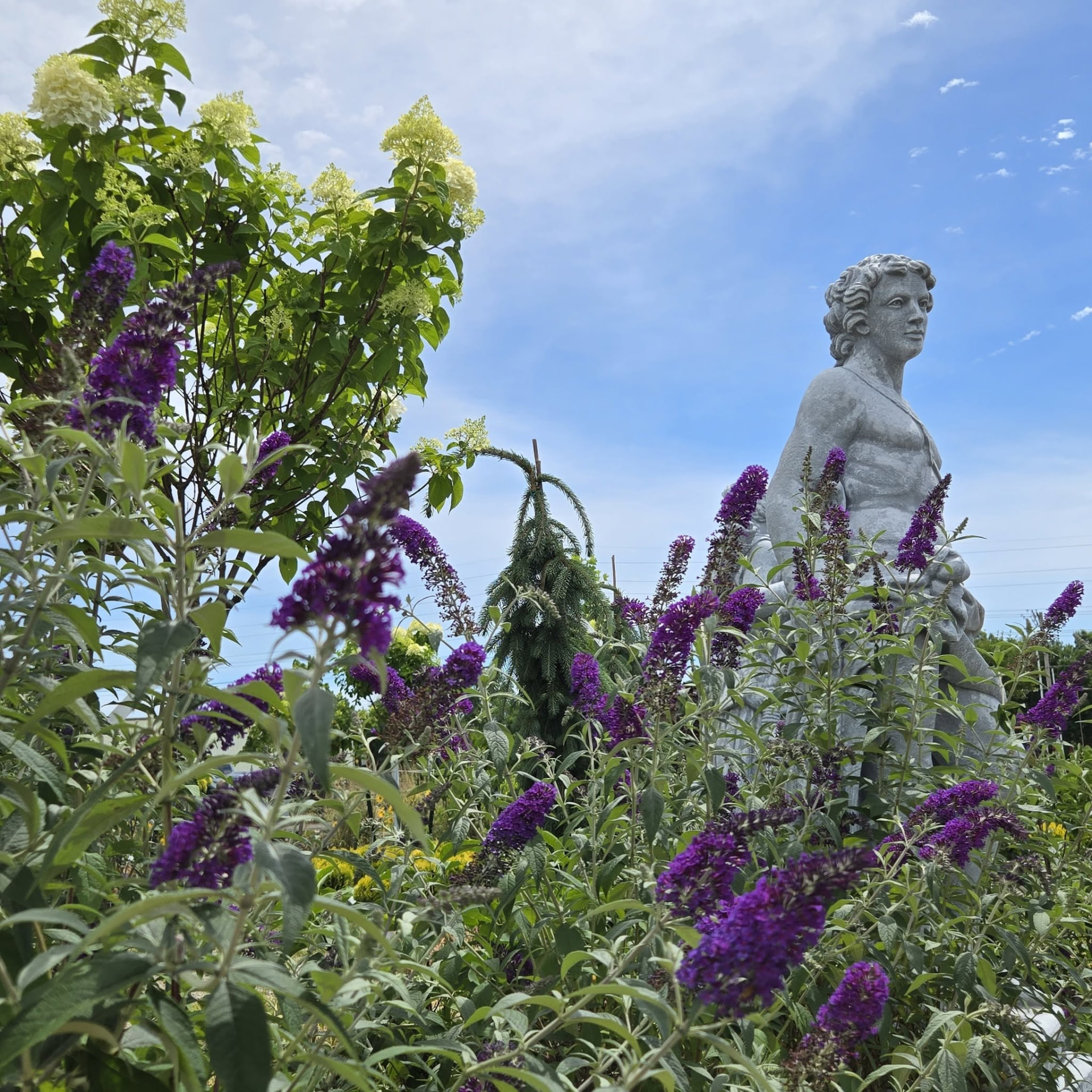 Butterfly bush and hydrangea in bloom in the sales yard