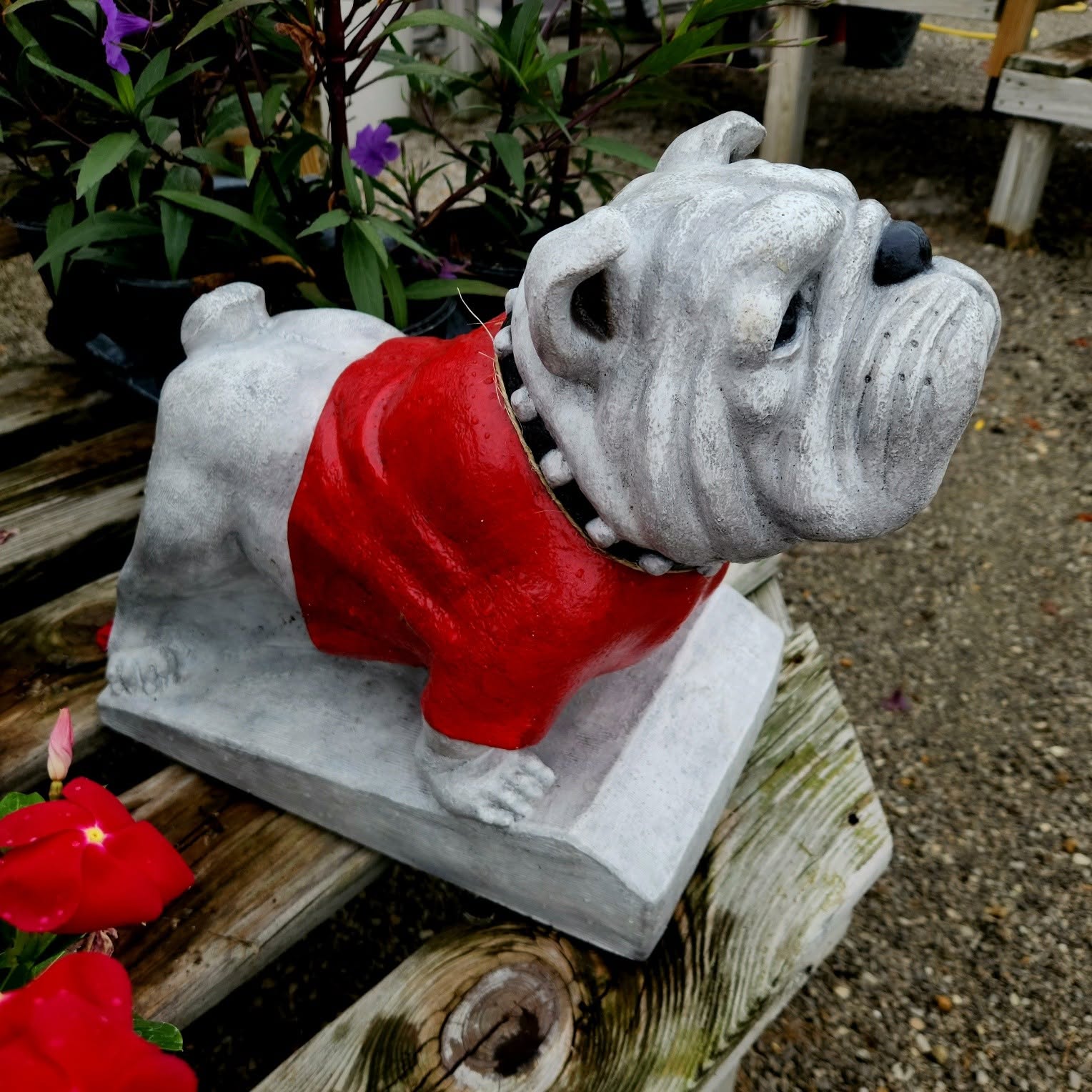 Cast stone bulldog statue with a red sweater on a nursery bench