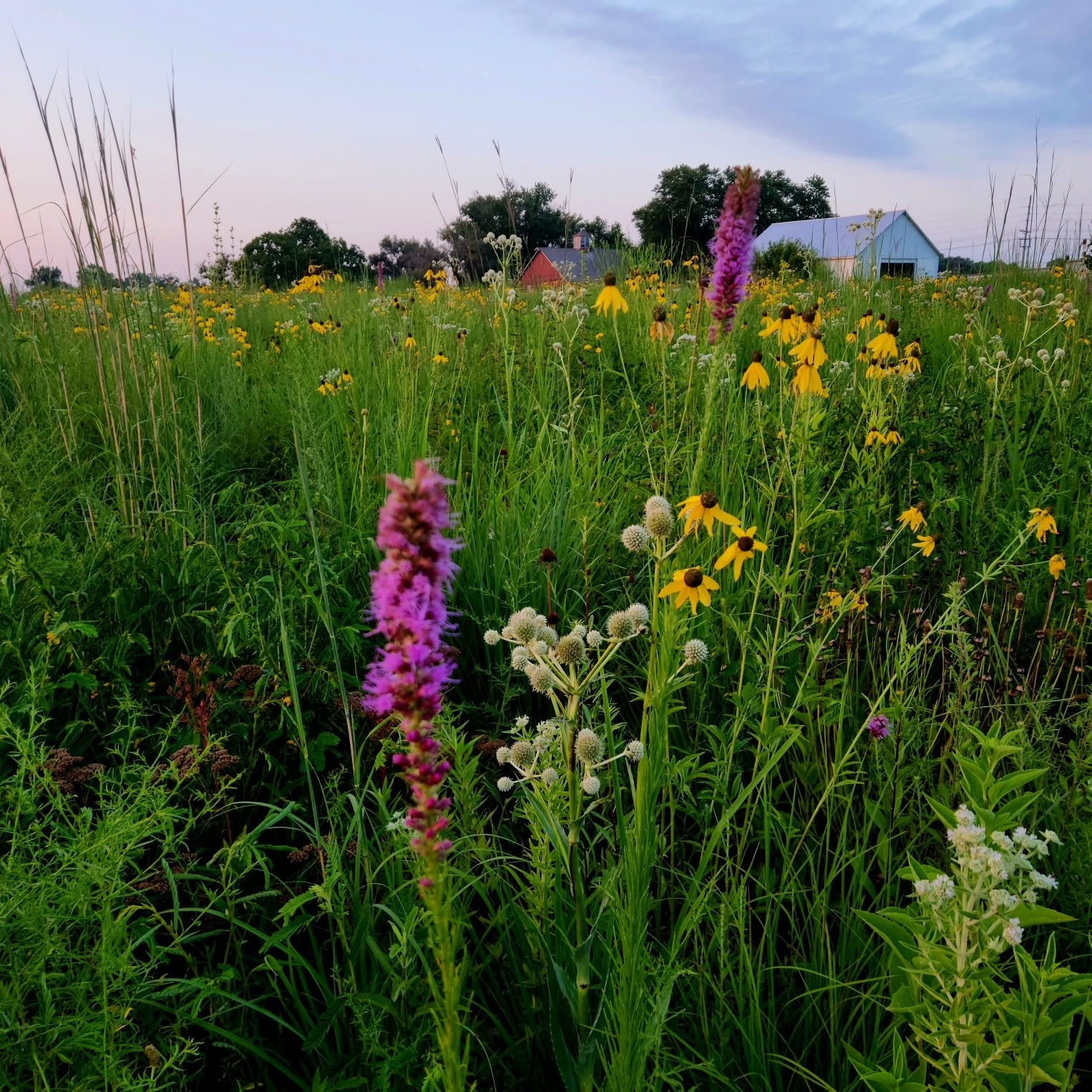 Liatris and coneflowers blooming in the native prairie planting