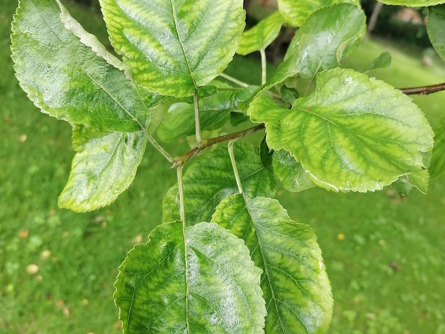 Close-up of Apple leaves and flowers