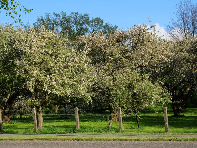 Mature Apple tree