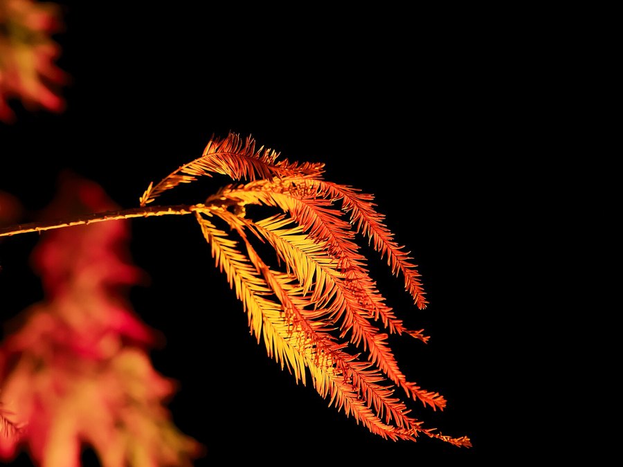 Close-up of Bald Cypress leaves and flowers