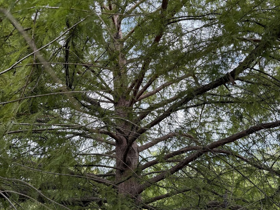 Mature Bald Cypress tree