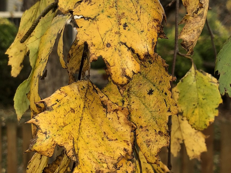 Close-up of River Birch leaves and flowers