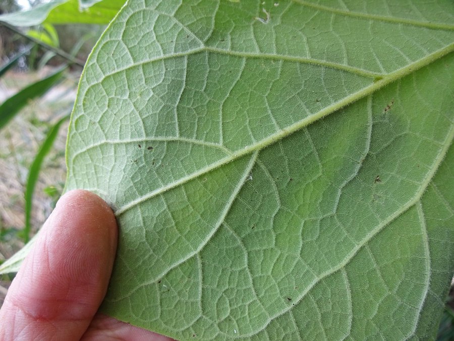 Close-up of Northern Catalpa leaves and flowers