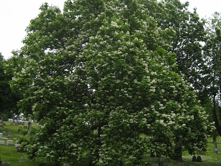 Mature Northern Catalpa tree