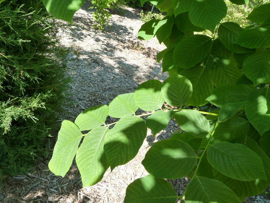 Close-up of American Yellowwood leaves and flowers