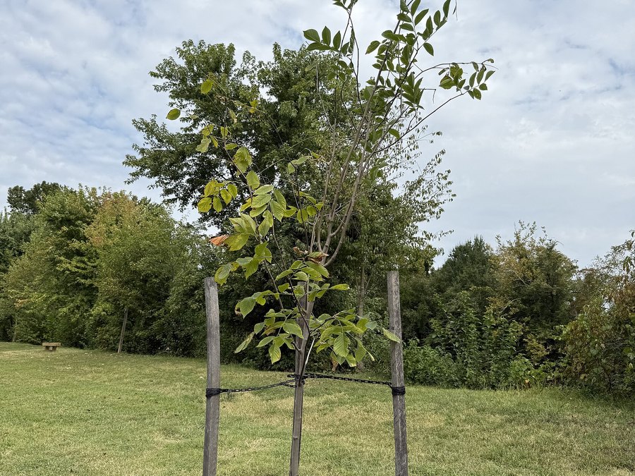 Mature American Yellowwood tree