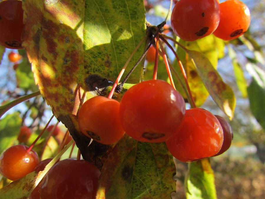 Mature Flowering Crabapple tree