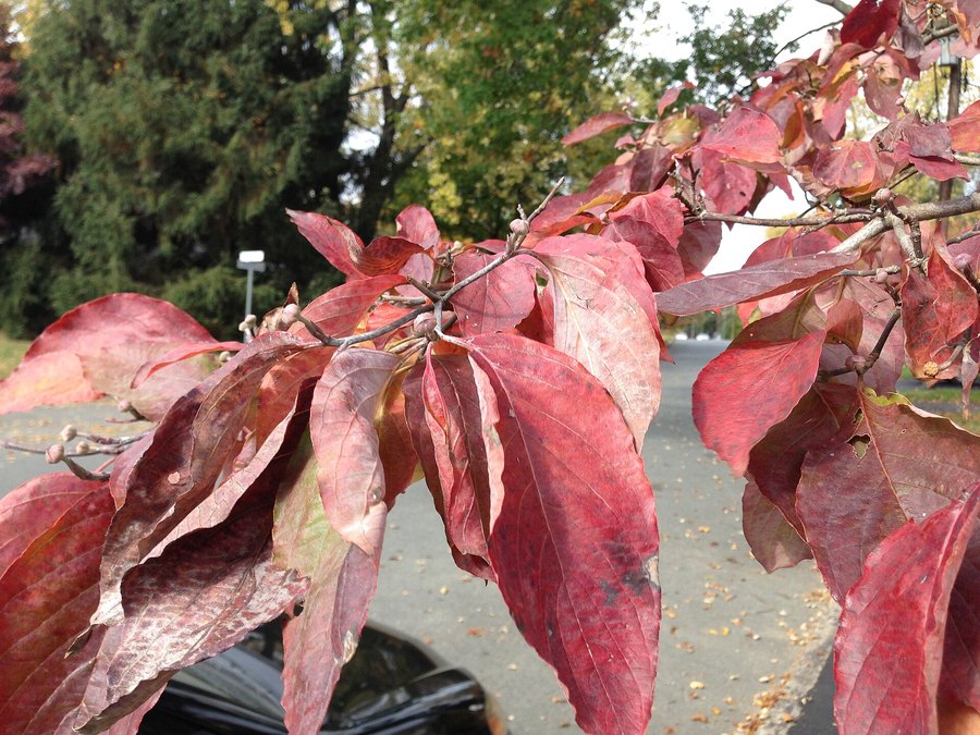 Close-up of Flowering Dogwood leaves and flowers