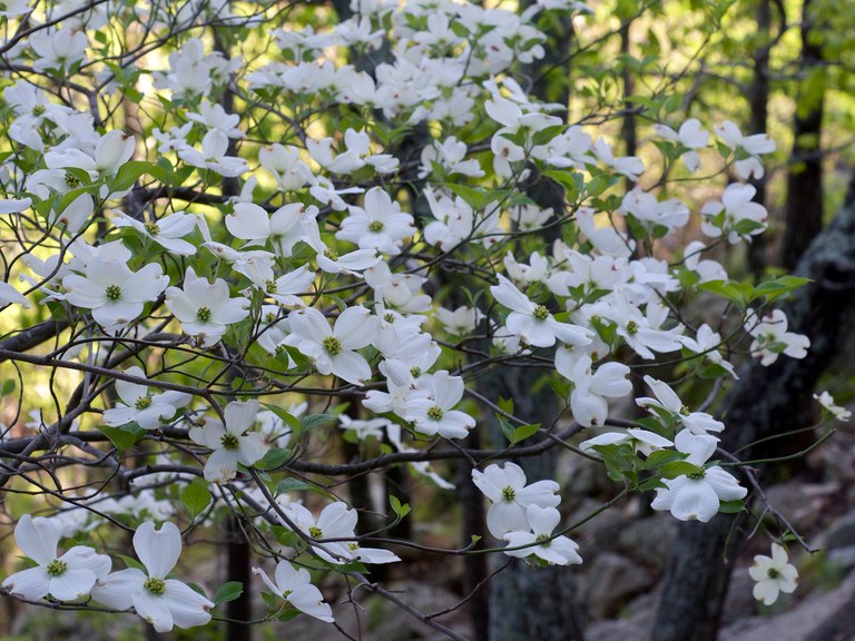 Mature Flowering Dogwood tree
