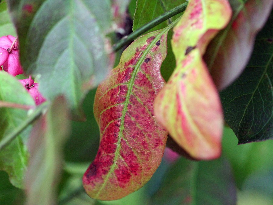 Close-up of Eastern Wahoo leaves and flowers