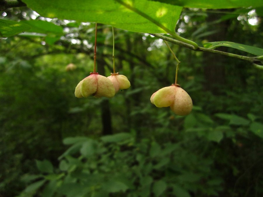 Mature Eastern Wahoo tree