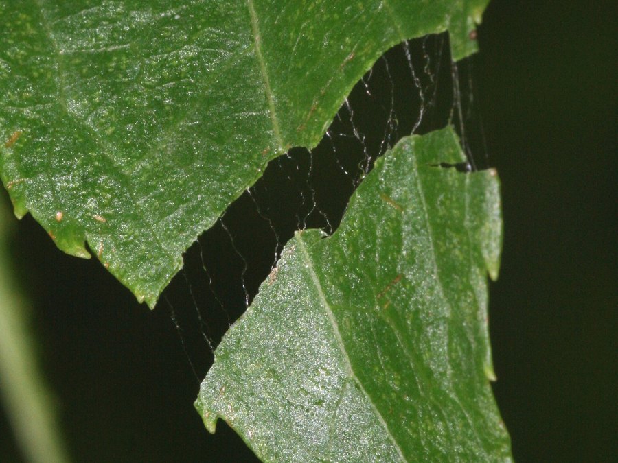 Close-up of Hardy Rubber Tree leaves and flowers