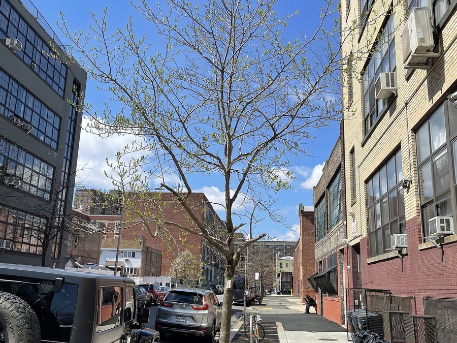 Mature Hardy Rubber Tree tree