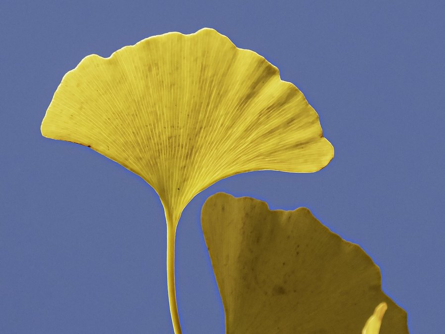 Close-up of Ginkgo leaves and flowers