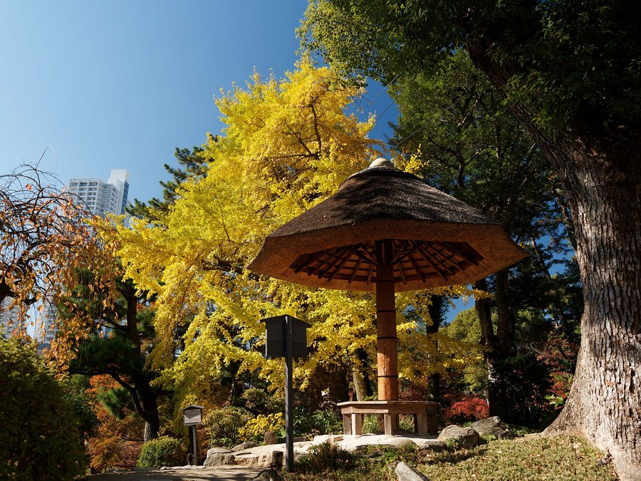Mature Ginkgo tree