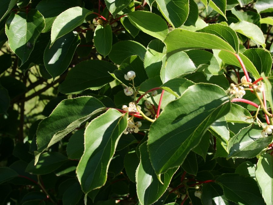 Close-up of Hardy Kiwi Vine leaves and flowers