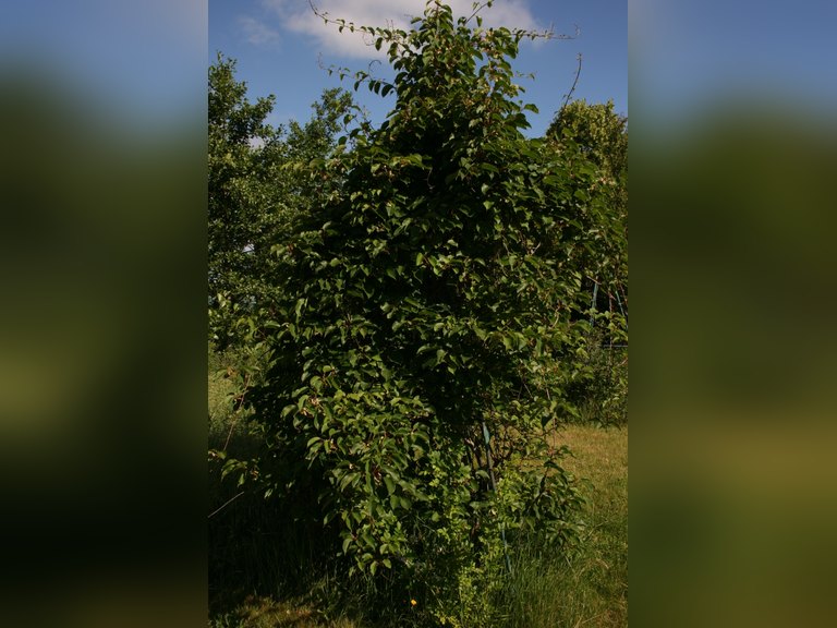 Mature Hardy Kiwi Vine tree