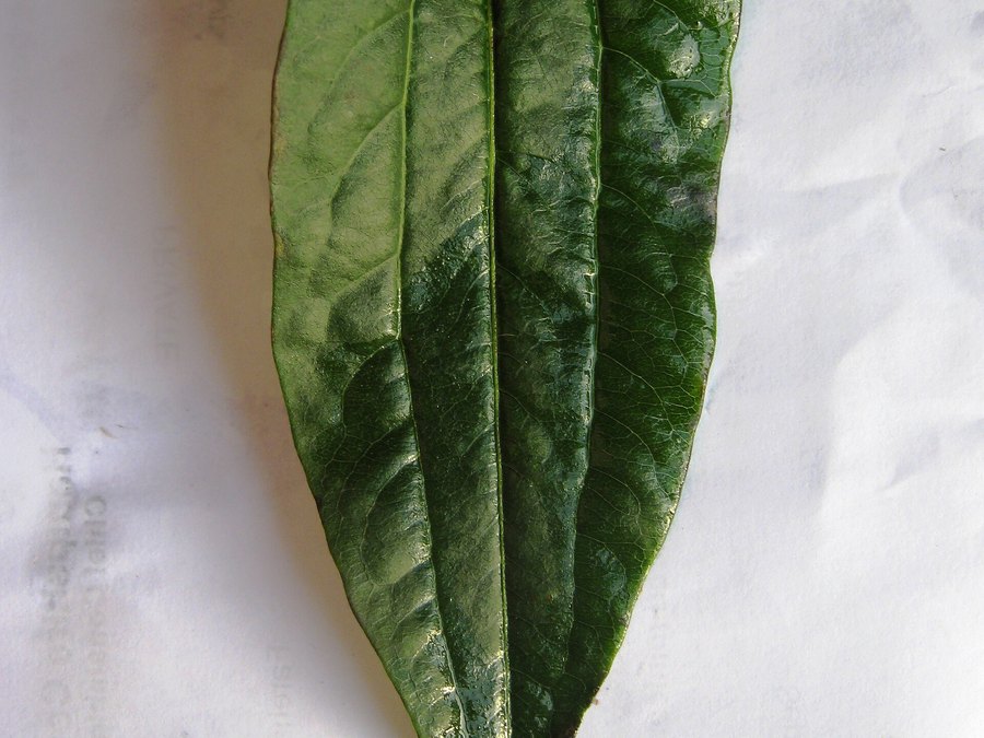 Close-up of Seven-Son Flower leaves and flowers