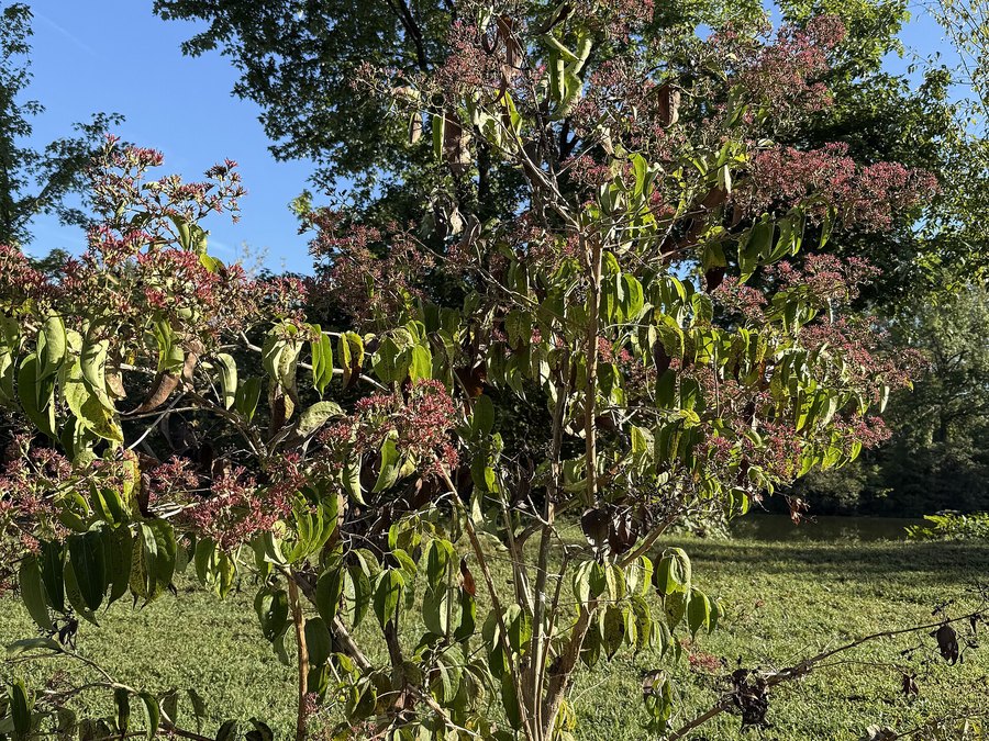 Mature Seven-Son Flower tree