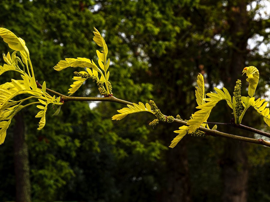 Close-up of Honeylocust leaves and flowers