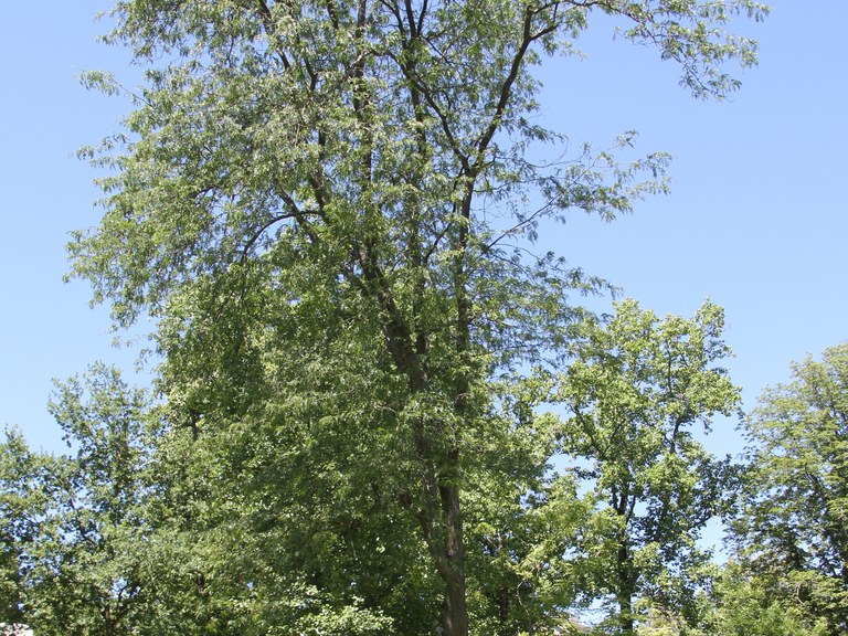 Mature Honeylocust tree