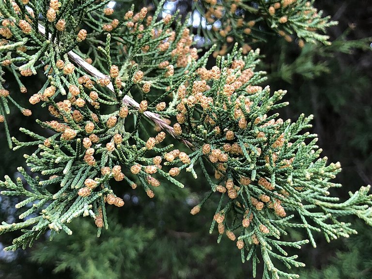Close-up of Upright Juniper leaves and flowers