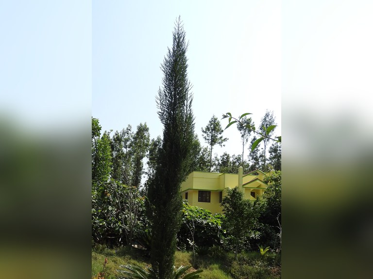 Mature Upright Juniper tree