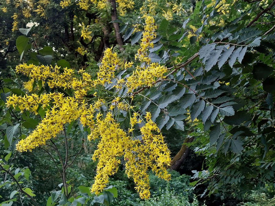 Close-up of Golden Rain Tree leaves and flowers