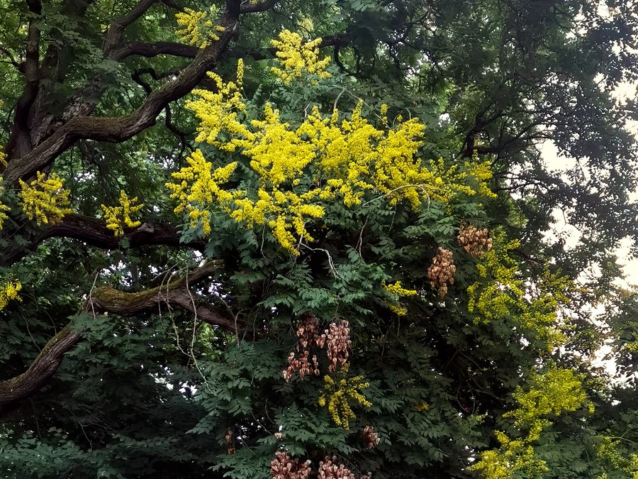 Mature Golden Rain Tree tree