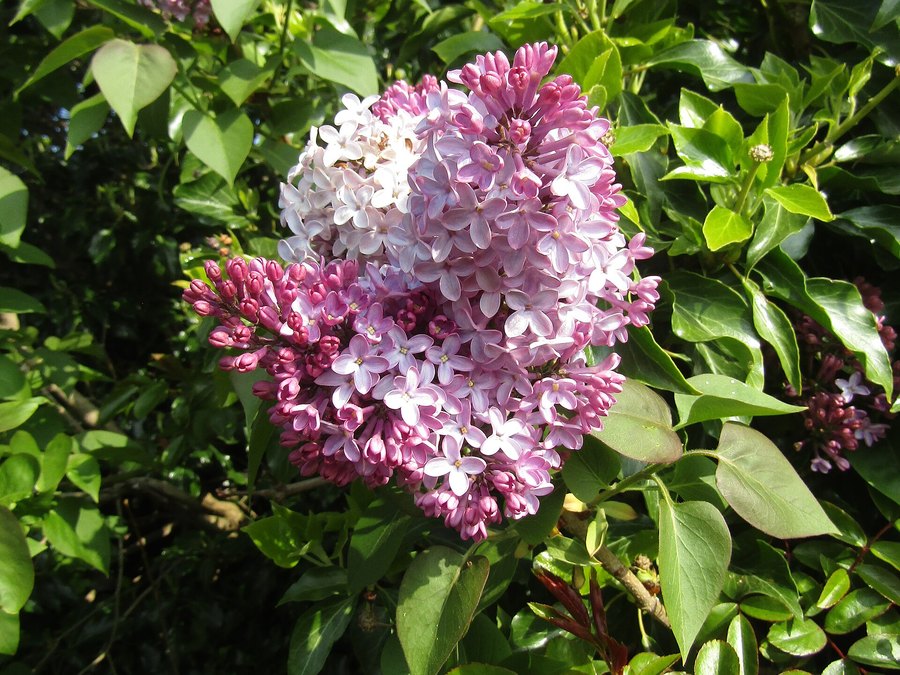 Close-up of Palibin Lilac Tree leaves and flowers