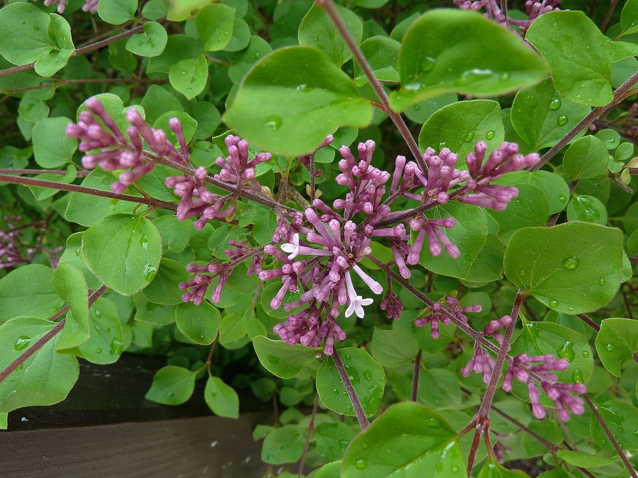 Mature Palibin Lilac Tree tree