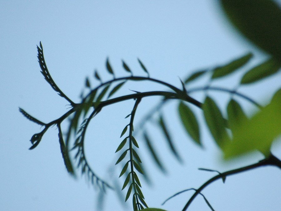 Close-up of Purple Robe Locust leaves and flowers