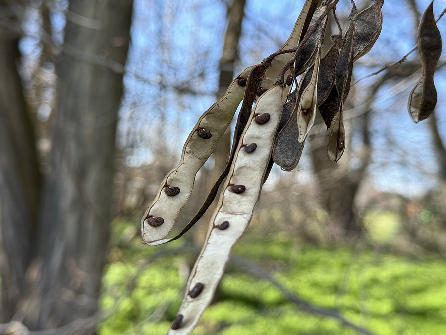 Mature Purple Robe Locust tree
