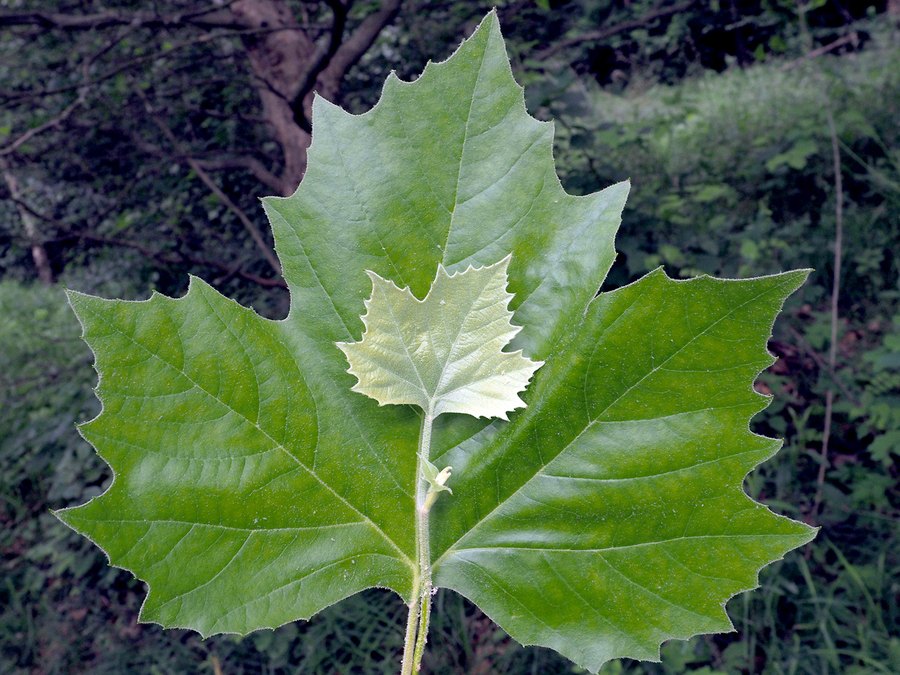 Close-up of London Plane Tree leaves and flowers