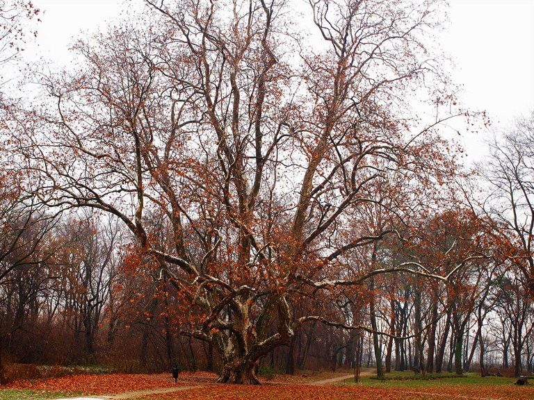 Mature London Plane Tree tree