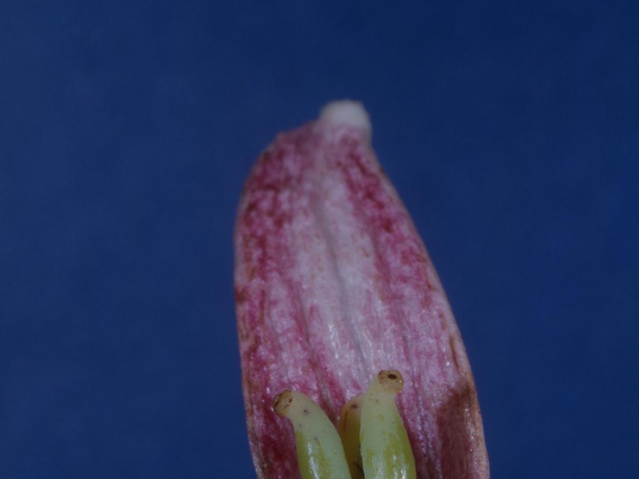 Close-up of Magnolia leaves and flowers