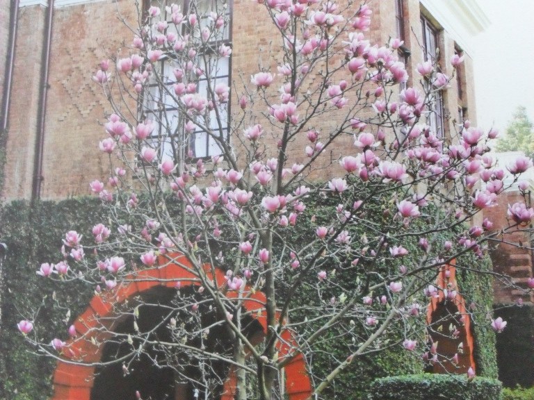 Mature Magnolia tree