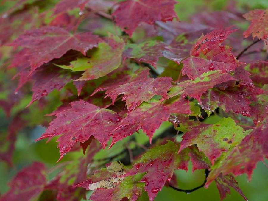 Close-up of Red Maple leaves and flowers