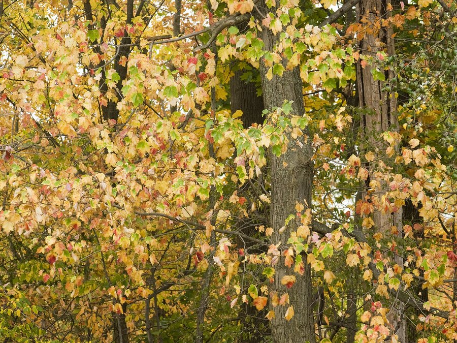 Mature Red Maple tree