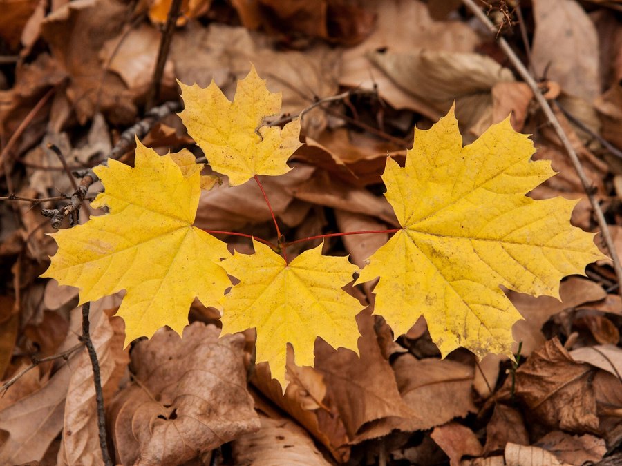 Close-up of Sugar Maple leaves and flowers