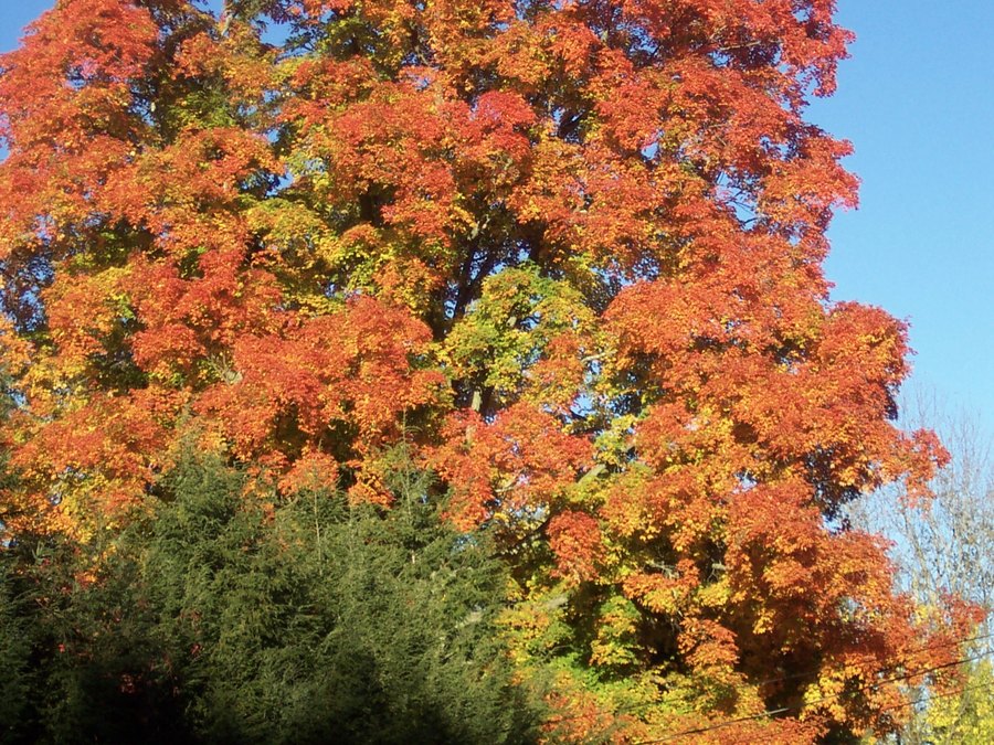 Mature Sugar Maple tree