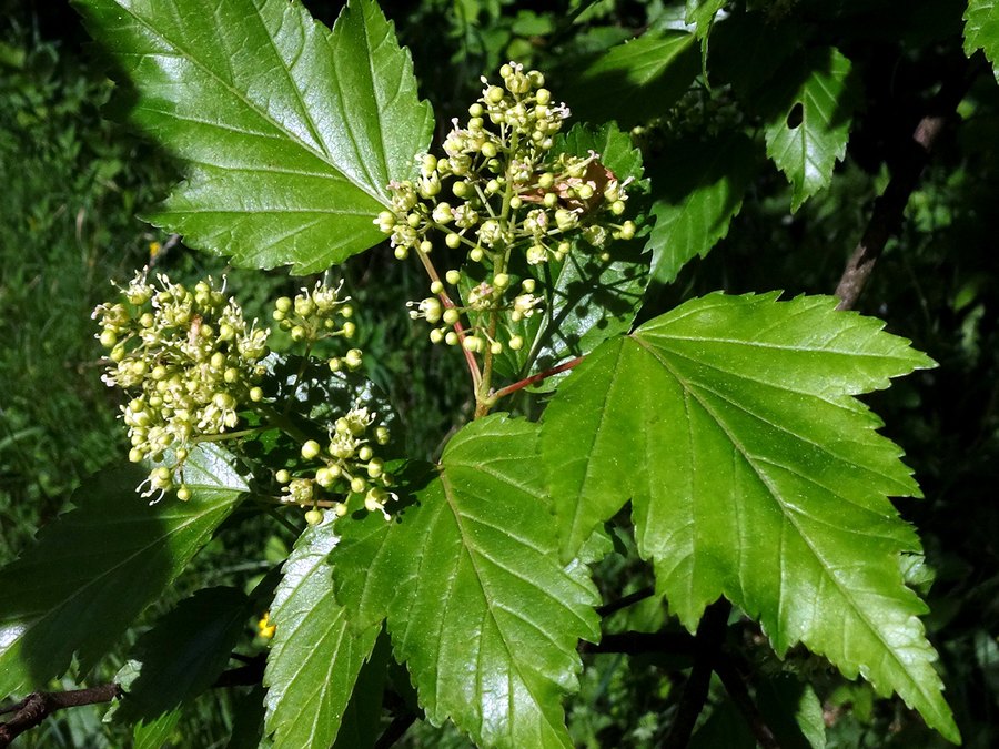 Close-up of Hot Wings Tatarian Maple leaves and flowers