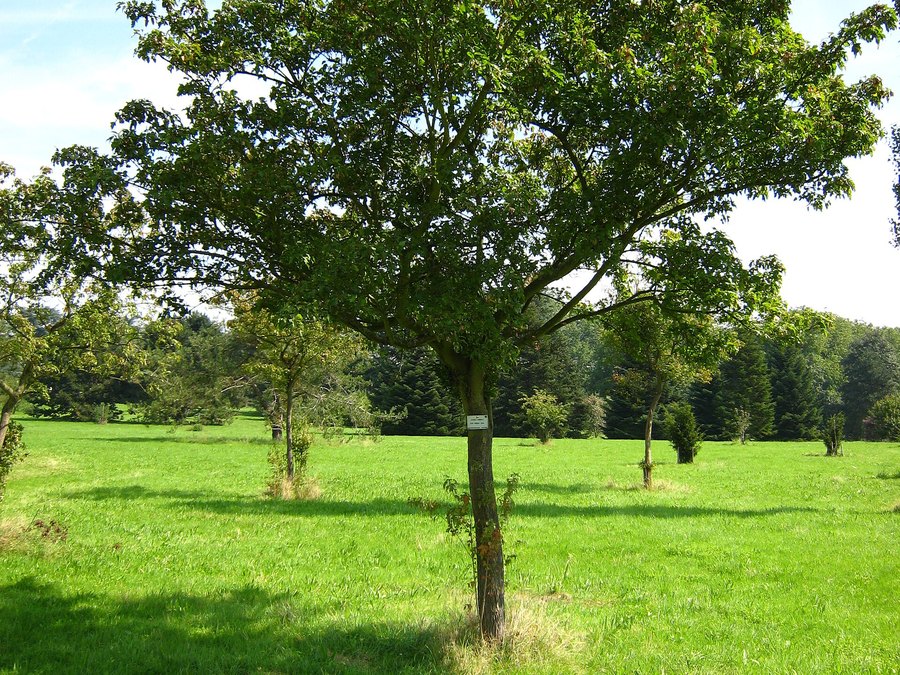Mature Hot Wings Tatarian Maple tree