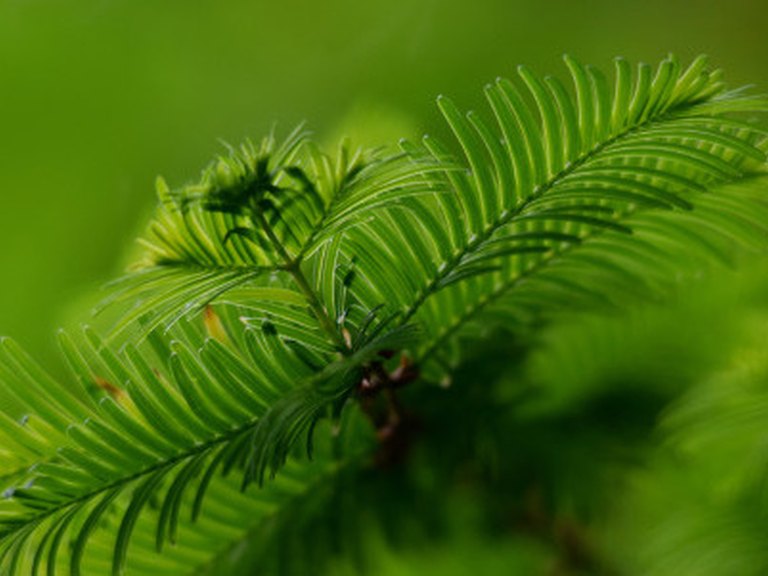 Close-up of Dawn Redwood leaves and flowers