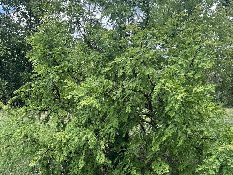 Mature Dawn Redwood tree